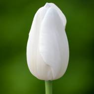 Гігантські